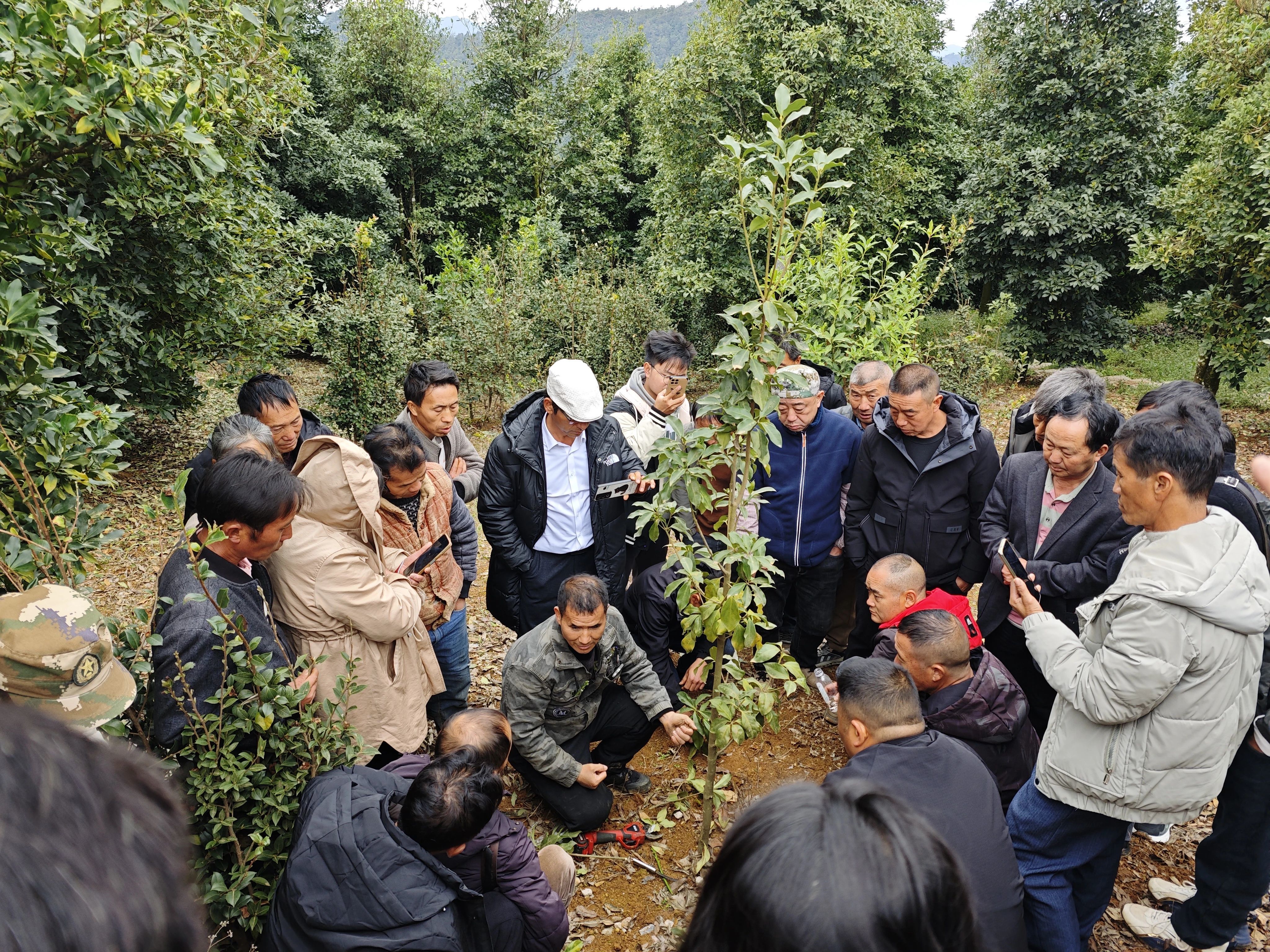 富宁：八角低效林改造 拓宽群众致富路