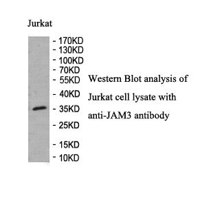 JAM3 antibody (pAb) JAM3 antibody (pAb)