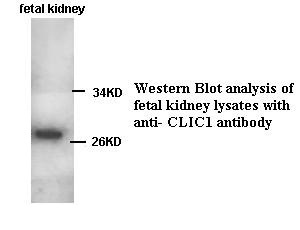 CLIC1 antibody (pAb) CLIC1 antibody (pAb)