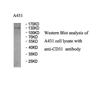 CD31 antibody (mAb) CD31 antibody (mAb)
