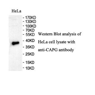 CAPG antibody (pAb)
