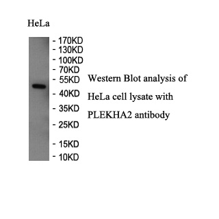 PLEKHA2 antibody (pAb) PLEKHA2 antibody (pAb)
