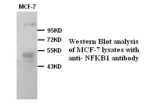 NFKB1 antibody (pAb) NFKB1 antibody (pAb)