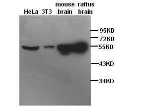 TUBB antibody (pAb) TUBB antibody (pAb)