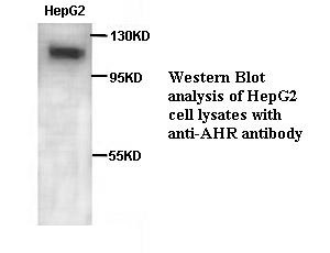 AHR antibody (pAb)