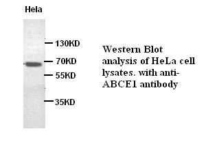 ABCE1 antibody (pAb)