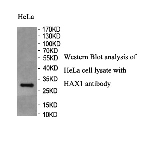HAX1 antibody (pAb) HAX1 antibody (pAb)