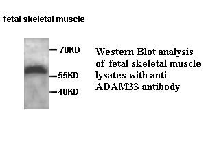 ADAM33 antibody (pAb)