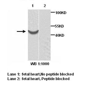 ACTR1B antibody (pAb)