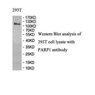 PARP1 antibody (pAb) PARP1 antibody (pAb)