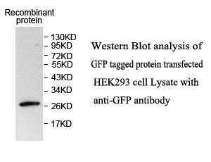 GFP antibody (pAb) GFP antibody (pAb)