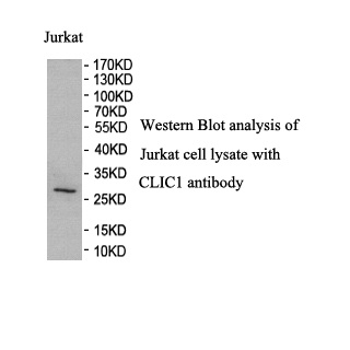CLIC1 antibody (pAb) CLIC1 antibody (pAb)