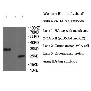 HA antibody(mAb) HA antibody(mAb)