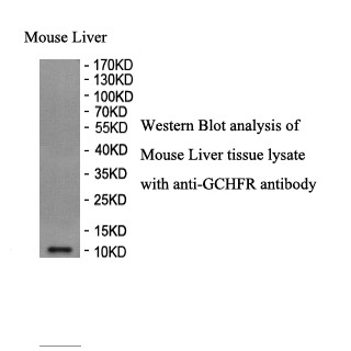 GCHFR antibody (pAb) GCHFR antibody (pAb)