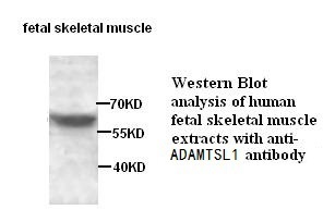 ADAMTSL1 antibody (pAb)