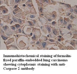 Caspase 2 antibody (pAb) Caspase 2 antibody (pAb)