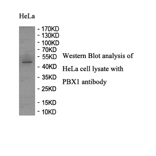 PBX1 antibody (pAb) PBX1 antibody (pAb)