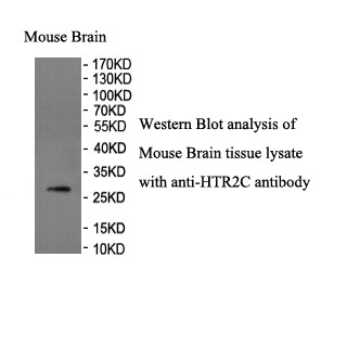 HTR2C antibody (pAb) HTR2C antibody (pAb)