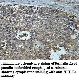NUDT2 antibody (pAb)