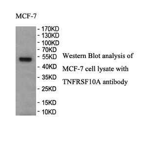 TNFRSF10A antibody (pAb) TNFRSF10A antibody (pAb)