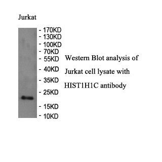H1-2 antibody (pAb) H1-2 antibody (pAb)