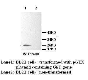 GST antibody (pAb) GST antibody (pAb)