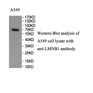 LMNB1 antibody (pAb) LMNB1 antibody (pAb)