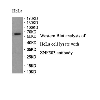 ZNF503 antibody (pAb) ZNF503 antibody (pAb)