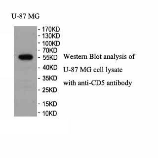 CD5 antibody (pAb) CD5 antibody (pAb)