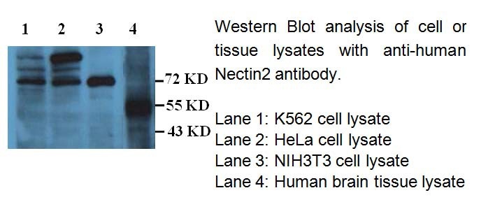 PVRR2(Nectin2) antibody (mAb) PVRR2(Nectin2) antibody (mAb)