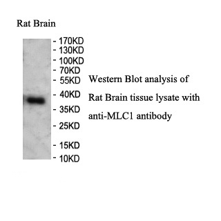 MLC1 antibody (pAb)
