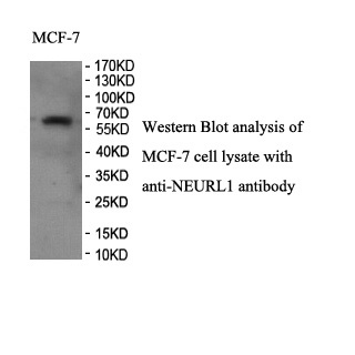 NEURL1 antibody (pAb)