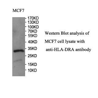 HLA-DRA antibody (mAb) HLA-DRA antibody (mAb)