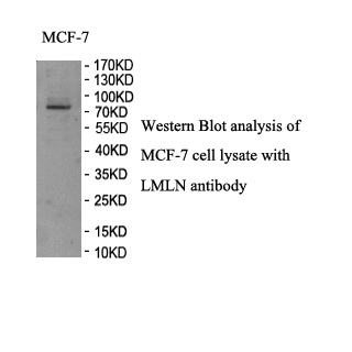 LMLN antibody (pAb) LMLN antibody (pAb)