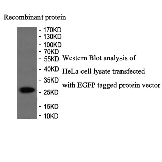EGFP antibody (pAb) EGFP antibody (pAb)