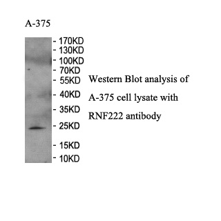 RNF222 antibody (pAb)