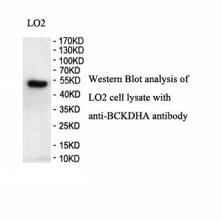 BCKDHA antibody (pAb) BCKDHA antibody (pAb)