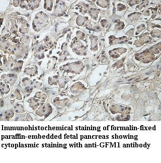 GFM1 antibody (pAb) GFM1 antibody (pAb)