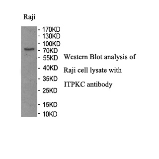 ITPKC antibody (pAb) ITPKC antibody (pAb)