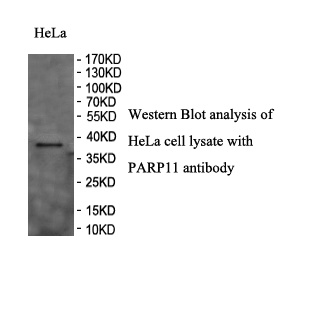 PARP11 antibody (pAb) PARP11 antibody (pAb)