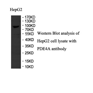 PDE4A antibody (pAb) PDE4A antibody (pAb)