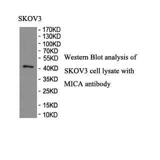 MICA antibody (pAb) MICA antibody (pAb)