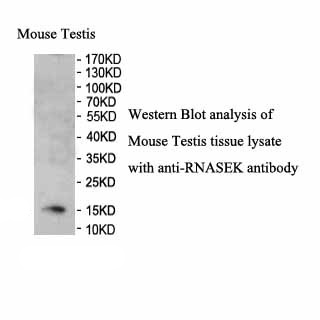 RNASEK antibody (pAb)
