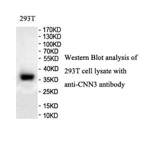 CNN3 antibody (pAb)