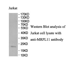 MRPL11 antibody (pAb) MRPL11 antibody (pAb)