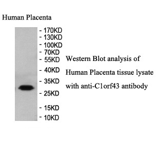 C1orf43 antibody (pAb) C1orf43 antibody (pAb)