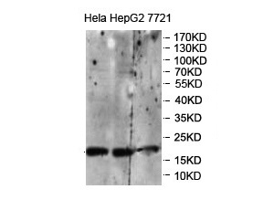 COX4I1 antibody (pAb)