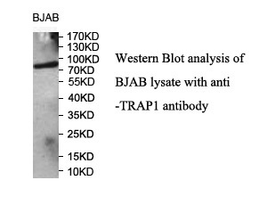 TRAP1 antibody (pAb) TRAP1 antibody (pAb)