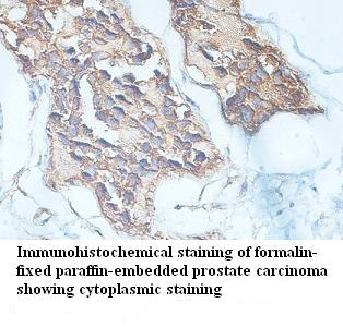CREB3L4 antibody (pAb)