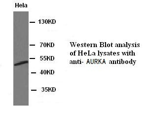 AURKA antibody (pAb) AURKA antibody (pAb)